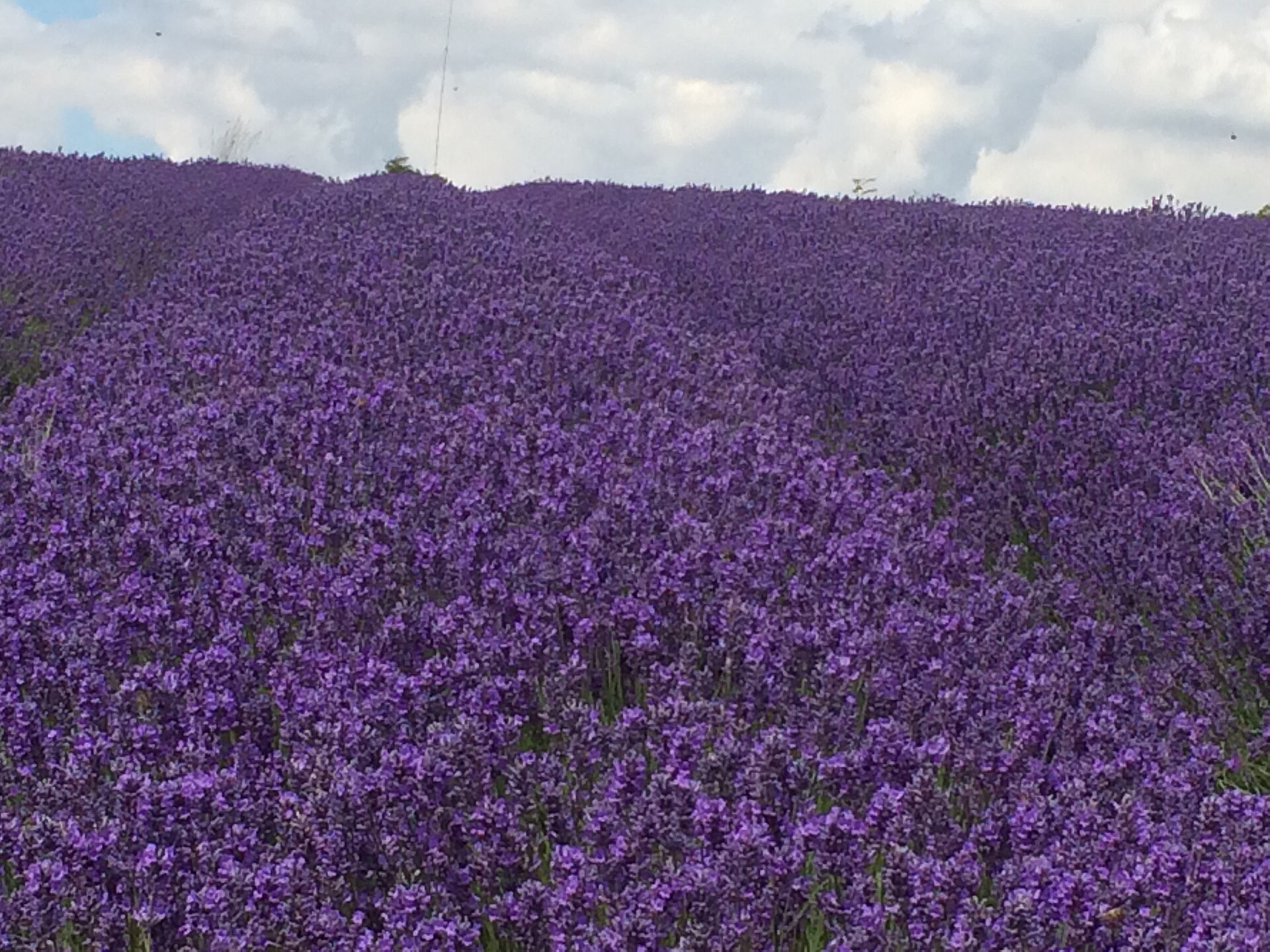 Lavanda daje eliksiru nežan miris i umirujući osećaj